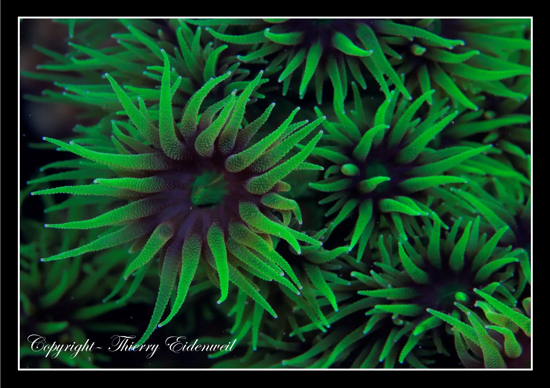 Anilao Macro Dive Media Highlight
